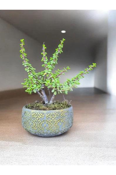 Beton Saksılı Afra Bonsai Yeşim Ağacı - Resim 4
