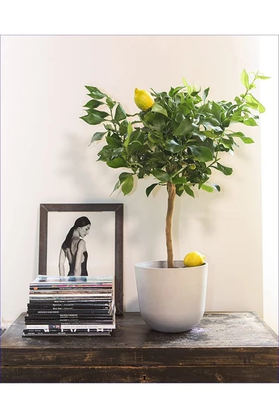 Dekoratif Saksıda Limon Ağacı ürün görseli