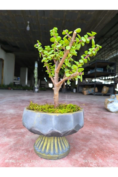 Ayaklı taş saksı da para çiçeği 001 ürün görseli