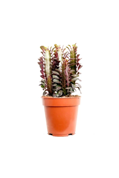 Euphorbia Trigona Rubra - Kırmızı Süt Ağacı - Ev Ofis Salon Iç Mekan Bitkisi - 20 Cm