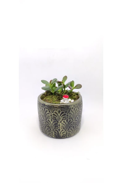 Dekoratif Desenli Saksıda Crassula - 3