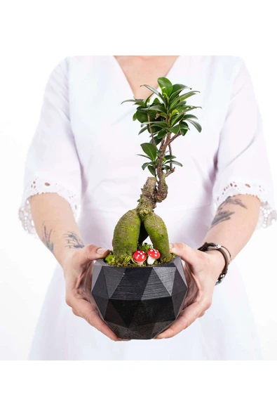 Geometrik Saksıda Ficus Ginseng Bonsai Tasarım - Black - Resim 2