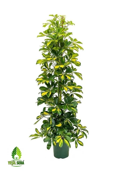 Şeflera Bitkisi 2'li 100 130 Cm Ev Ofis Bitkisi ürün görseli 1