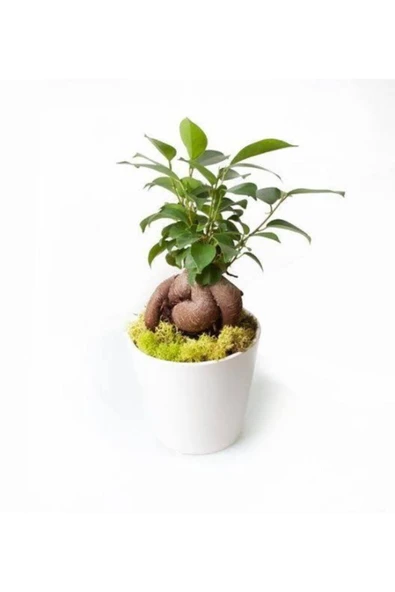 Ficus Ginseng Bonsai - Beyaz Lily ürün görseli 1