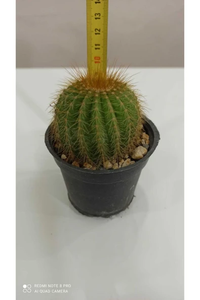 Notocactus Magnificus (parodia Magnifica) - Resim 2
