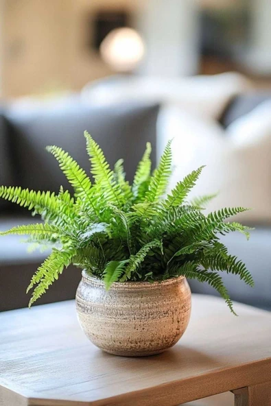 Aşk Merdiveni Bitkisi / Nephrolepis Exeltata / 30-50 Cm / Salon Eğreltisi / Sevilen Bitki - Resim 3