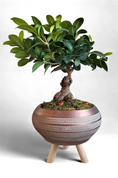 Ficus Ging Seng Bonsai Ayaklı Saksı da - Resim 2