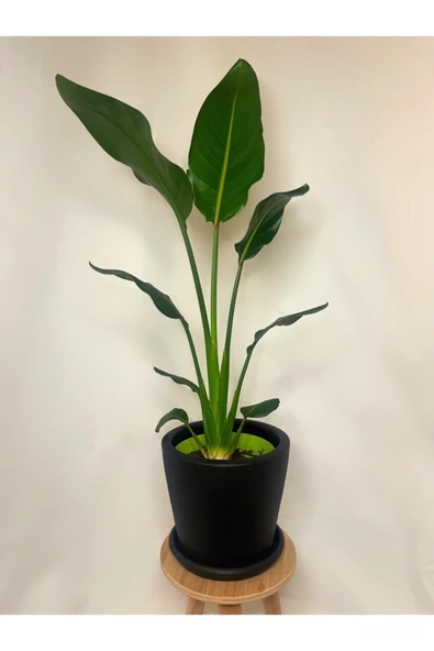 Starlice Cennet Kuşu Bitkisi - Resim 2