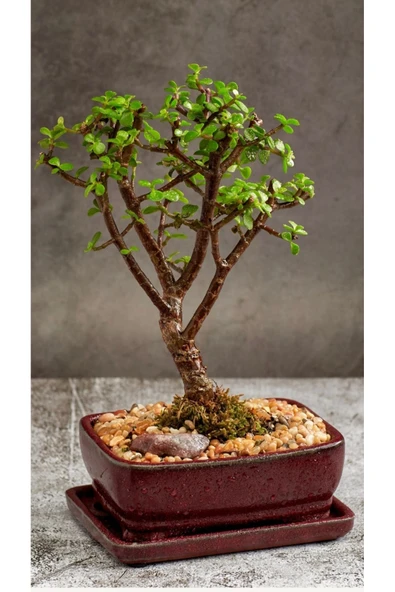 El Yapımı Dekoratif Saksıda 5 yaş Bonsai Para Şans Ağacı ürün görseli 1