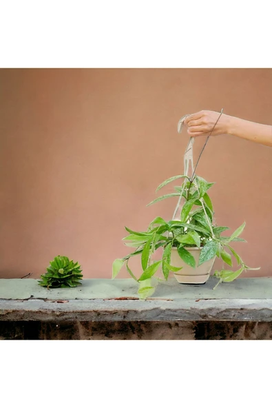 Askılı saksıda mum çiçeği no 1 - Resim 3