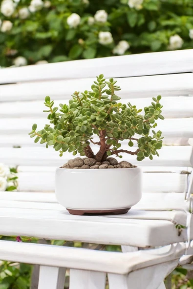 Dekoratif Saksıda Bonsai Yeşim Ağacı Fil Azığı 002 - Resim 4