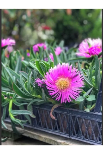 30 adet Kabir çiçeği kaz ayağı mezarlık çiçeği ürün görseli 1