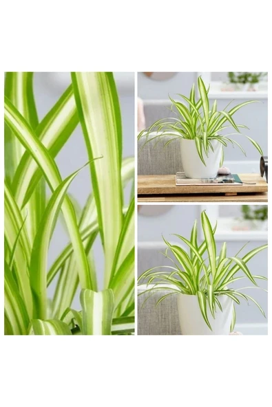 Kurdele çiçeği dekoratif saksıda no1 - Resim 2