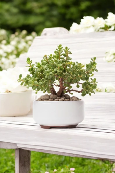 Dekoratif Saksıda Bonsai Yeşim Ağacı Fil Azığı 002 - Resim 5