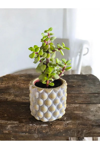 Mini Bonsai Para Ağacı Dekoratif Taş Saksıda - 3
