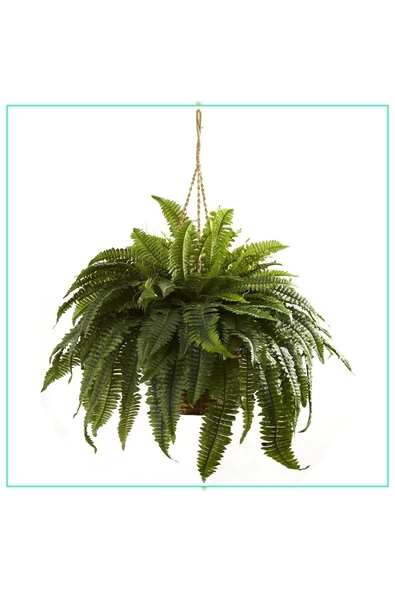 Aşk Merdiveni Büyük Askılı Saksıda Nephrolepis 001 - Resim 2