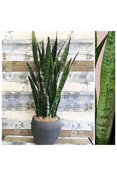 Paşa kılıcı dekoratif saksıda no3 ürün görseli 1