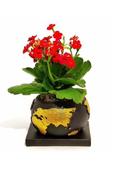 Dekoratif Saksıda Kalanchoe