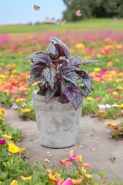 Rex Begonya Dekoratif Orkide Saksısında Begonia - Resim 4