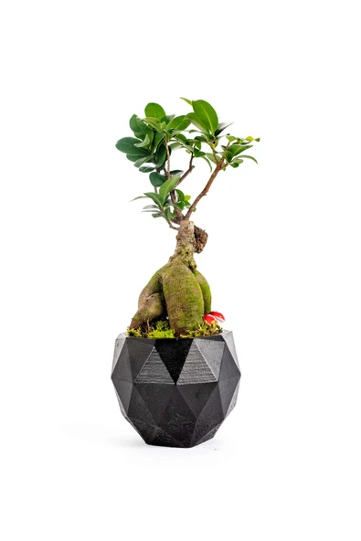 Geometrik Saksıda Ficus Ginseng Bonsai Tasarım - Black ürün görseli