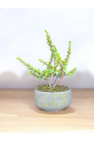 Beton Saksılı Afra Bonsai Yeşim Ağacı - Resim 7