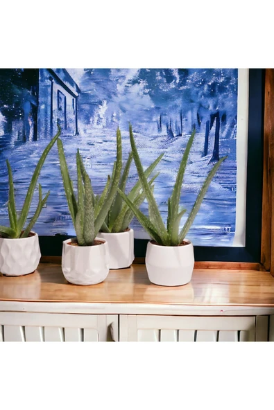 Dekoratif Saksıda Aloevea 1 Adet a01 ürün görseli