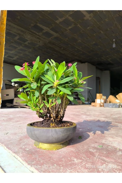 Taş Saksıda Dikenler Tacı No 2 - Resim 4