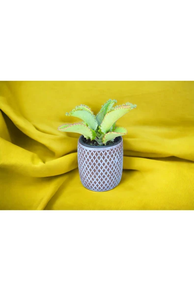 Peygamber gözyaşı çiçeği dekoratif saksıda sarbe - Resim 2