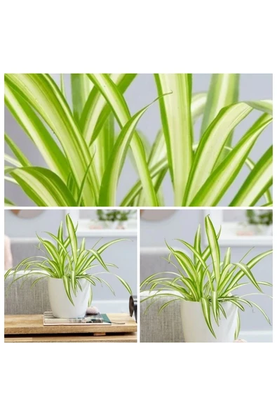 Kurdele çiçeği dekoratif saksıda no1 - Resim 3