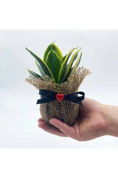 Petit Gift Mini Sansevieria (paşa Kılıcı Bitkisi) Çiçek Tasarımı - Resim 4