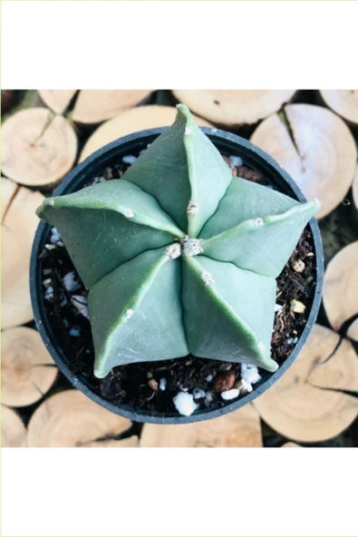 Papaz Takkesi Kaktüsü 6.5 Saksıda ürün görseli