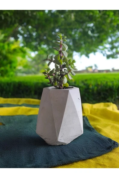 Mini Bonsai Para Ağacı Beton Saksıda