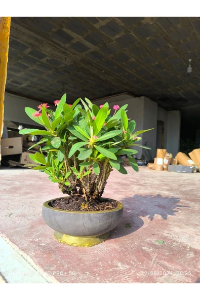 Taş Saksıda Dikenler Tacı No 2 - Resim 5