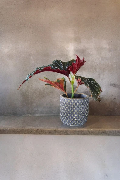 Bodrum Dizayn Taş Saksıda Çilli Begonya 01ud - Resim 2