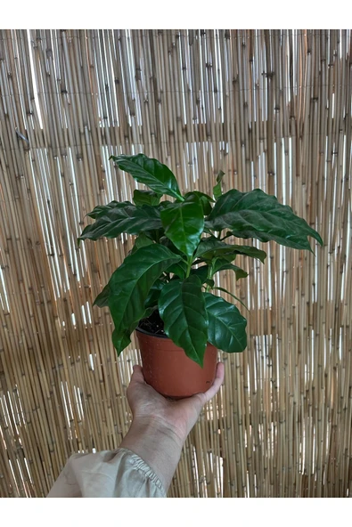 Coffea Arabica - Kahve Çiçeği - Ev Ofis Salon Iç Mekan Bitkisi - 4