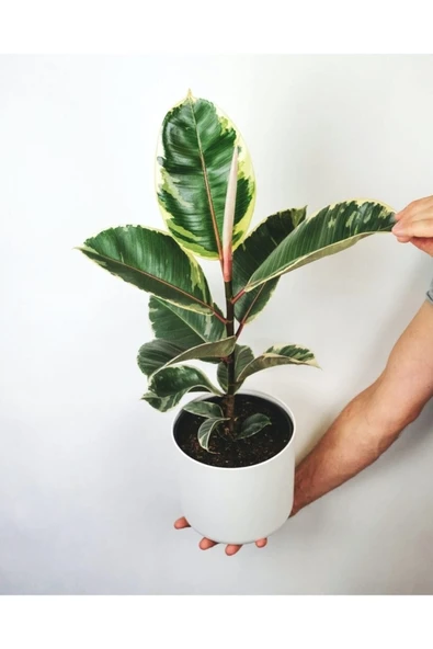 Kauçuk Ağacı Ficus Elastica Seramik Saksıda ürün görseli