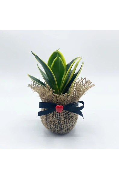 Petit Gift Mini Sansevieria (paşa Kılıcı Bitkisi) Çiçek Tasarımı ürün görseli