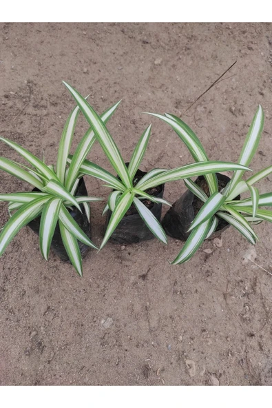 Kurdele Çiçeği 3 Adet ürün görseli