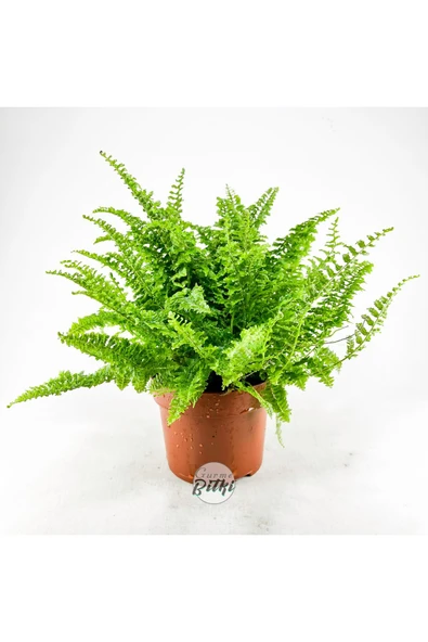 Nephrolepis Exaltata Cotton Candy (12 cm Saksıda) Özel Tür Aşk Merdiveni Eğrelti - Resim 2