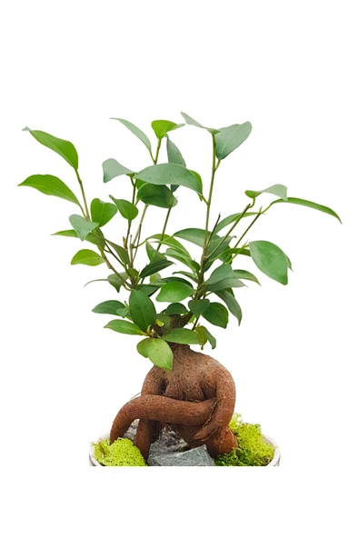 Kengai Ficus Gingseng Bonsai & Granit Desenli Seramik Saksıda Bitki Tasarımı Canli Saksi Cicekleri - 3