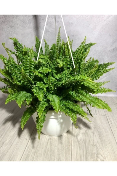 Aşk Merdiveni ( Fujer ) Askılı - Resim 3