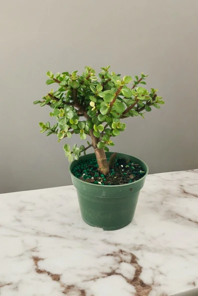 Para bonsai orta boy odunsu gövde Afra para çiçeği 001 - Resim 5