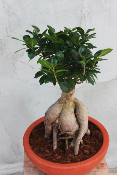 Dekoratif Saksıda Bonsai Ficus Gingseng 2500 gr Gövde 50 cm - 3