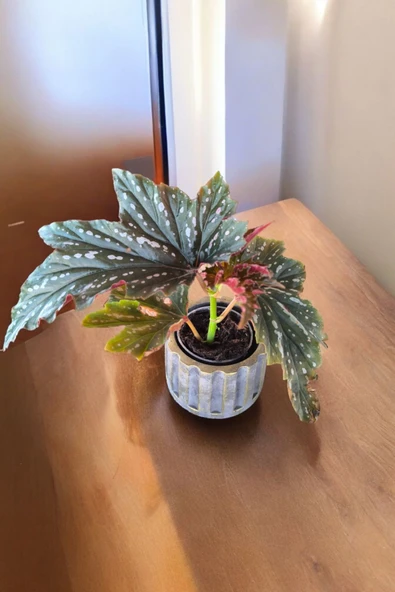 Beton Sütün Saksıda Çilli Begonya 01 - 3