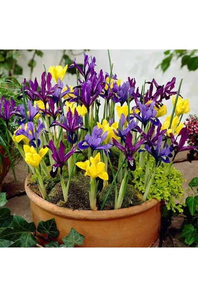 100 Adet Karışık Süsen Soğanı ürün görseli