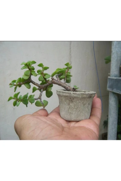 El yapımı Taş Saksıda Bonsai  ara Çiçeği Afra Yeşim Ağacı 012 - Resim 2