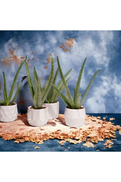 Dekoratif Saksıda Aloevea 1 Adet ürün görseli