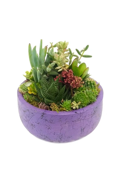 Yuvarlak Seramik Saksıda Kaktüs Aranjman ürün görseli