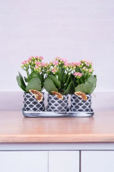 Dekoratif Taş saksılarda kalanşo bitkileri kalanchoe 001lpd - 5