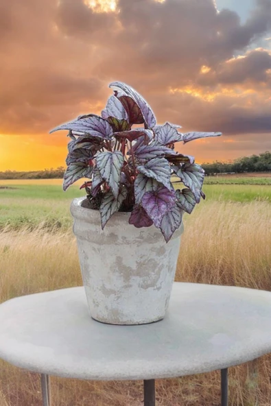 Rex Begonya Dekoratif Orkide Saksısında Begonia 01zau - Resim 3